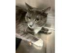 Peter Domestic Shorthair Adult Male