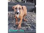 Flopper American Pit Bull Terrier Puppy Male