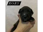 Adopt Rory a Labrador Retriever, Mixed Breed