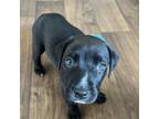 Adopt Rusty a Labrador Retriever, Mixed Breed