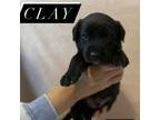 Adopt Clay a Labrador Retriever, Mixed Breed