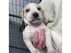 Adopt Fearless a Labrador Retriever, Mixed Breed