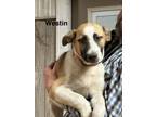 Adopt Westin a Anatolian Shepherd