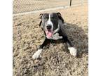 Adopt Adelor a Pit Bull Terrier