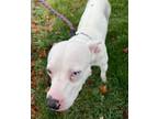 Adopt ACE a Pit Bull Terrier, Jack Russell Terrier