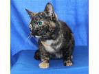 Boo - 39131 Domestic Shorthair Young Female