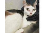 Reow-Reow Domestic Shorthair Adult Female