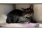 Toro Domestic Shorthair Adult Male