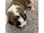 Saint Bernard Puppy for sale in Osage, IA, USA