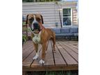 Adopt Evander a Boxer, Mixed Breed