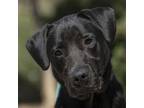 Adopt Finn a Labrador Retriever, Golden Retriever