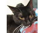Allen Domestic Shorthair Young Male