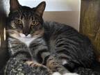 Tickles Domestic Shorthair Adult Male