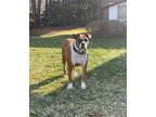Prancer Boxer Young Male