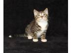 Abel - 39388 Domestic Mediumhair Kitten Male