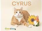 Cyrus Domestic Shorthair Adult Male