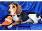 Herbie Smith Beagle Young Male
