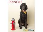 Pringle Poodle (Standard) Adult Male