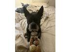 Duke Boston Terrier Adult Male