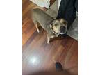 Layla OS American Pit Bull Terrier Adult Female