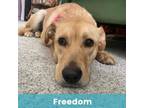 Adopt Freedom a Mixed Breed