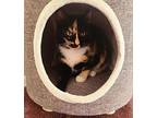 Calista Domestic Shorthair Young Female