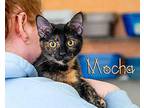 Mocha Domestic Shorthair Kitten Female
