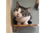 Wilson Domestic Shorthair Young Male