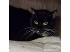 Adopt Jet a Domestic Short Hair