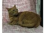Tiger - 28684 Domestic Shorthair Adult Male