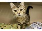 Ruffles Domestic Shorthair Young Female