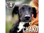 Chako New Caney Labrador Retriever Adult Male