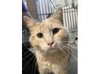 Maximus Domestic Shorthair Adult Male