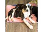 Adopt Cayenne - Playful & Loving puppy! Good with dogs and cats!