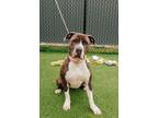 Aberdeen Mixed Breed (Medium) Adult Female