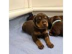 Fendi's Litter Doberman Pinscher Puppy Male