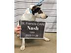 Nash Terrier (Unknown Type, Small) Young Male
