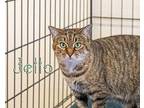 Jello Domestic Shorthair Adult Female