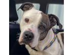 Adopt Patch a Mixed Breed