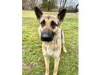 Maria German Shepherd Dog Adult Female