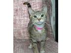 Stevie Nicks - 39270 Domestic Shorthair Young Female