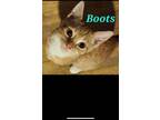 Adopt Boots a American Shorthair