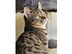 Adopt Spud a Domestic Short Hair