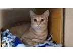 Shawn Domestic Shorthair Young Male