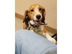 Adopt Curtice a Beagle