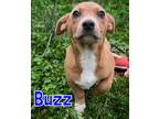 Adopt Buzz a Dachshund, Beagle