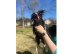 Adopt Houdi a Chicken