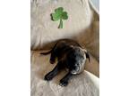 Adopt Guinness a Labrador Retriever