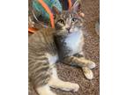 Adopt Venom a Maine Coon, Domestic Medium Hair