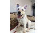 Adopt GIBBS a Labrador Retriever